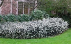 Delavay Tea Olive (Osmanthus Delavayi) - 5 Gallon Pot -Stylish Garden Plant Store osmanthus delavayi delavay tea olive 6