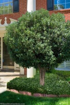 Fortune's Cold Hardy Tea Olive (Fragrant Osmanthus) - 7 Gallon Pot (4-5') -Stylish Garden Plant Store osmanthus fortunei fragrant tea olive 15 1