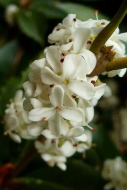 Fortune's Cold Hardy Tea Olive (Fragrant Osmanthus) - 7 Gallon Pot (3-4') -Stylish Garden Plant Store osmanthus fortunei fragrant tea olive 2