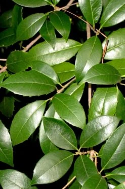 Fruitland's Fortune Tea Olive Single Trunk Tree - 7 Gallon Pot (4-5') -Stylish Garden Plant Store osmanthus fruitlands fortune tea olive 1