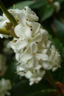 Fruitland's Fortune Tea Olive Single Trunk Tree - 7 Gallon Pot (4-5') -Stylish Garden Plant Store osmanthus fruitlands fortune tea olive 3