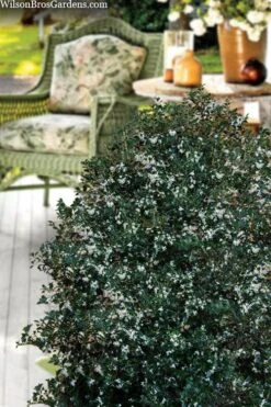 Party Princess 'Kaori Hime' Tea Olive - 7 Gallon Pot (2-3') -Stylish Garden Plant Store osmanthus heterophyllus kaori hime party princess tea olive 15