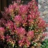 Party Lights Pink Flush Tea Olive - Osmanthus Heterophyllus - 5 Gallon Pot -Stylish Garden Plant Store osmanthus heterophyllus party lights tea olive 102