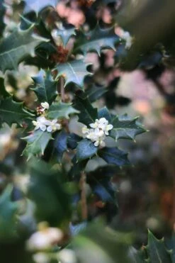 Party Princess 'Kaori Hime' Tea Olive - 7 Gallon Pot (2-3') -Stylish Garden Plant Store osmanthus kaori hime party princess tea olive 1