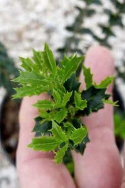 Party Princess 'Kaori Hime' Tea Olive - 7 Gallon Pot (2-3') -Stylish Garden Plant Store osmanthus kaori hime party princess tea olive 2