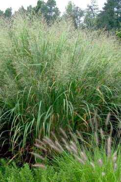 Cloud Nine Switch Grass (Panicum Virgatum) - 6 Pack Of 1 Gallon Pots -Stylish Garden Plant Store panicum virgatum cloud nine switch grass 2