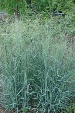 Prairie Sky Red Switch Grass (Panicum Virgatum) - 8 Pack Of 1 Gallon Pots -Stylish Garden Plant Store panicum virgatum prairie sky switch grass 10