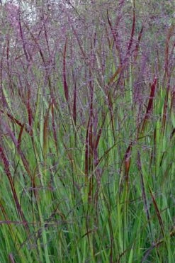 Prairie Sky Red Switch Grass (Panicum Virgatum) - 8 Pack Of 1 Gallon Pots -Stylish Garden Plant Store panicum virgatum prairie sky switch grass 15