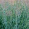 Prairie Sky Red Switch Grass (Panicum Virgatum) - 8 Pack Of 1 Gallon Pots -Stylish Garden Plant Store panicum virgatum prairie sky switch grass 16