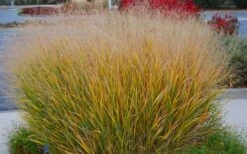 Prairie Sky Red Switch Grass (Panicum Virgatum) - 8 Pack Of 1 Gallon Pots -Stylish Garden Plant Store panicum virgatum prairie sky switch grass 5