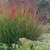 Rotstrahlbusch Red Switch Grass (Panicum Virgatum) - 1 Gallon Pot -Stylish Garden Plant Store panicum virgatum rotstrahlbusch switch grass 10