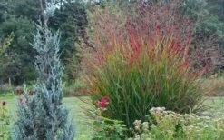 Rotstrahlbusch Red Switch Grass (Panicum Virgatum) - 1 Gallon Pot 11 Rotstrahlbusch Red Switch Grass (Panicum Virgatum) - 1 Gallon Pot -Stylish Garden Plant Store panicum virgatum rotstrahlbusch switch grass 11