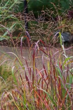 Rotstrahlbusch Red Switch Grass (Panicum Virgatum) - 1 Gallon Pot 13 Rotstrahlbusch Red Switch Grass (Panicum Virgatum) - 1 Gallon Pot -Stylish Garden Plant Store panicum virgatum rotstrahlbusch switch grass 7