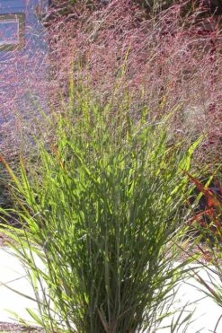 Tall Switch Grass (Panicum Virgatum) - 6 Pack Of 1 Gallon Pots 12 Tall Switch Grass (Panicum Virgatum) - 6 Pack Of 1 Gallon Pots -Stylish Garden Plant Store panicum virgatum switch grass 2