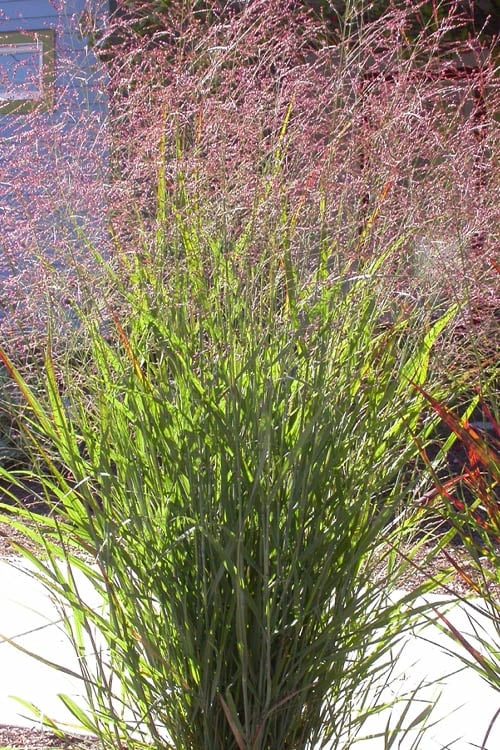 Tall Switch Grass (Panicum Virgatum) - 6 Pack Of 1 Gallon Pots 6 Tall Switch Grass (Panicum Virgatum) - 6 Pack Of 1 Gallon Pots - Image 4