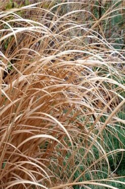 Tall Switch Grass (Panicum Virgatum) - 6 Pack Of 1 Gallon Pots 14 Tall Switch Grass (Panicum Virgatum) - 6 Pack Of 1 Gallon Pots -Stylish Garden Plant Store panicum virgatum switch grass 3