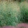 Tall Switch Grass (Panicum Virgatum) - 6 Pack Of 1 Gallon Pots