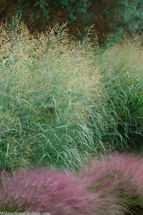 Tall Switch Grass (Panicum Virgatum) - 6 Pack Of 1 Gallon Pots 3 Tall Switch Grass (Panicum Virgatum) - 6 Pack Of 1 Gallon Pots