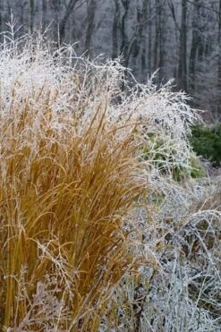 Tall Switch Grass (Panicum Virgatum) - 6 Pack Of 1 Gallon Pots 15 Tall Switch Grass (Panicum Virgatum) - 6 Pack Of 1 Gallon Pots -Stylish Garden Plant Store panicum virgatum switch grass 6