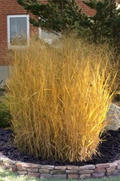 Tall Switch Grass (Panicum Virgatum) - 6 Pack Of 1 Gallon Pots 13 Tall Switch Grass (Panicum Virgatum) - 6 Pack Of 1 Gallon Pots -Stylish Garden Plant Store panicum virgatum tall switch grass 10