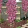 Corinthian Flowering Peach Tree - 5 Gallon Pot