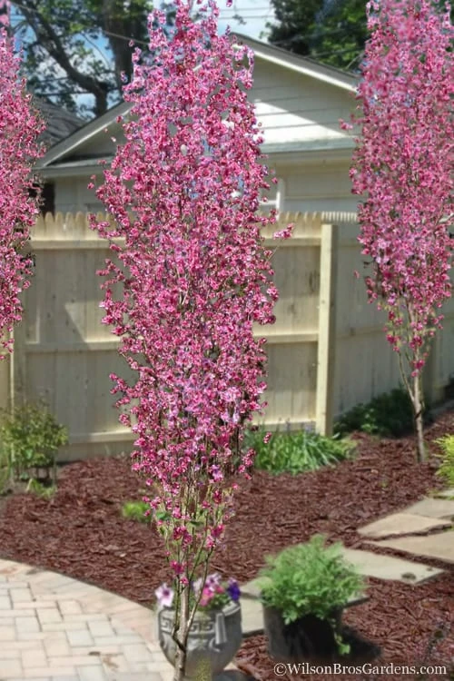 Corinthian Flowering Peach Tree - 5 Gallon Pot 3 Corinthian Flowering Peach Tree - 5 Gallon Pot