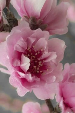 Corinthian Flowering Peach Tree - 5 Gallon Pot 10 Corinthian Flowering Peach Tree - 5 Gallon Pot -Stylish Garden Plant Store peach corinthian 24