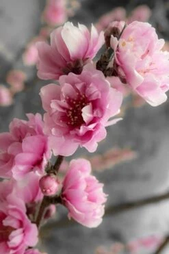 Corinthian Flowering Peach Tree - 5 Gallon Pot -Stylish Garden Plant Store peach corinthian 2 thumbnail