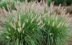 Etouffee Hardy Fountain Grass (Pennisetum Alopecuroides) - 1 Gallon Pot -Stylish Garden Plant Store pennisetum alopecuroides etouffee fountain grass 4