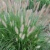Etouffee Hardy Fountain Grass (Pennisetum Alopecuroides) - 1 Gallon Pot -Stylish Garden Plant Store pennisetum alopecuroides etouffee fountain grass 6