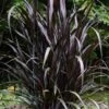 First Knight Fountain Grass (Pennisetum) - 3 Gallon Pot -Stylish Garden Plant Store pennisetum first knight 5
