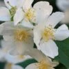Sweet Mock Orange (Philadelphus Coronarius) - 3 Gallon Pot -Stylish Garden Plant Store philadelphus coronarius mock orange 2
