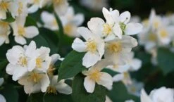 Sweet Mock Orange (Philadelphus Coronarius) - 3 Gallon Pot -Stylish Garden Plant Store philadelphus coronarius mock orange 3
