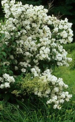 Sweet Mock Orange (Philadelphus Coronarius) - 3 Gallon Pot -Stylish Garden Plant Store philadelphus coronarius mock orange 4