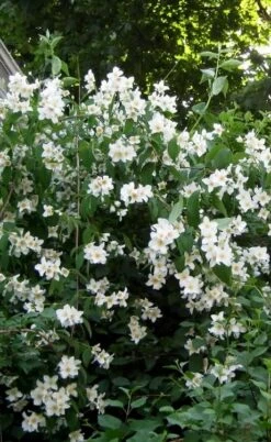Sweet Mock Orange (Philadelphus Coronarius) - 3 Gallon Pot -Stylish Garden Plant Store philadelphus coronarius mock orange 5