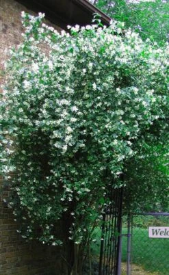 Sweet Mock Orange (Philadelphus Coronarius) - 3 Gallon Pot -Stylish Garden Plant Store philadelphus coronarius mock orange 6