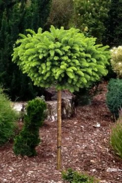 Little Gem Dwarf Norway Spruce Tree (Single Trunk) - 2 Gallon Pot -Stylish Garden Plant Store picea abies little gem dwarf norway spruce tree 1