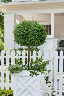 Little Gem Dwarf Norway Spruce Tree (Single Trunk) - 2 Gallon Pot -Stylish Garden Plant Store picea abies little gem dwarf norway spruce tree 5