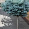 Dwarf Globe Blue Spruce Topiary Tree (Picea Pungens 'Globosa') - 5 Gallon Pot -Stylish Garden Plant Store picea pungens glauca globosa dwarf globe colorad0 blue spruce topiary tree 1