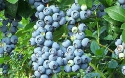 Brightwell Rabbiteye Blueberry - 7 Gallon Pot 9 Brightwell Rabbiteye Blueberry - 7 Gallon Pot -Stylish Garden Plant Store picture 6424 brightwell rabbiteye blueberry 3
