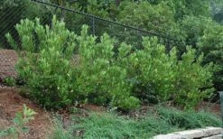 Ocala Yellow Anise (Illicium Parviflorum) - 3 Gallon Pot -Stylish Garden Plant Store picture aniseocala 2