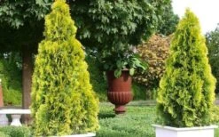 Highlights Arborvitae Thuja Janed Gold - 3 Gallon Pot -Stylish Garden Plant Store picture arborvitaejanedgold 2