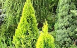 Highlights Arborvitae Thuja Janed Gold - 3 Gallon Pot -Stylish Garden Plant Store picture arborvitaejanedgold