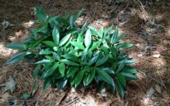Dwarf Green Aucuba - Japanese Laurel - 3 Gallon Pot -Stylish Garden Plant Store picture aucuba dwarf green shrub 1