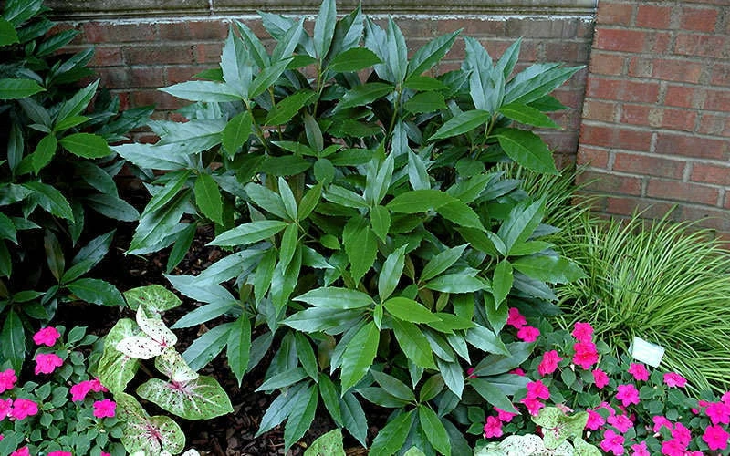 Sawtoothed Aucuba Serratifolia - 3 Gallon Pot 8 Sawtoothed Aucuba Serratifolia - 3 Gallon Pot - Image 6
