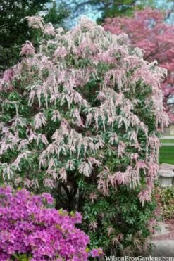 Dorothy Wycoff Pieris - 3 Gallon Pot -Stylish Garden Plant Store pieris japonica dorothy wycoff 2
