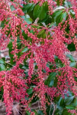 Dorothy Wycoff Pieris - 3 Gallon Pot -Stylish Garden Plant Store pieris japonica dorothy wycoff 4