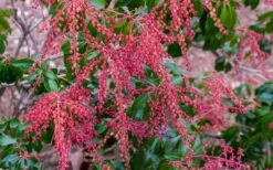 Dorothy Wycoff Pieris - 3 Gallon Pot -Stylish Garden Plant Store pieris japonica dorothy wycoff 5