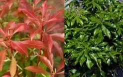 Dorothy Wycoff Pieris - 3 Gallon Pot -Stylish Garden Plant Store pieris japonica dorothy wycoff 6