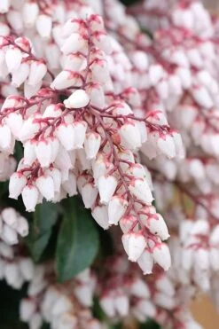 Dorothy Wycoff Pieris - 3 Gallon Pot -Stylish Garden Plant Store pieris japonica dorothy wycoff 7